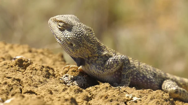 Stäppen Agama Habitat Mangyshlak Halvö — Stockfoto