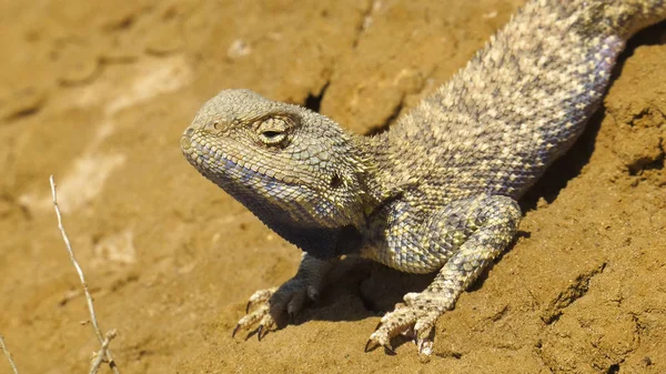 Agama Stepní Prostředí Mangyshlak Poloostrov — Stock fotografie