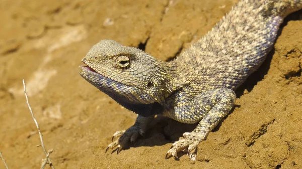 Agama Stepní Prostředí Mangyshlak Poloostrov — Stock fotografie