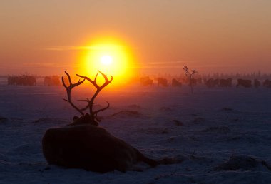 Sürünün arka plan üzerinde karda erkek Ren geyiği.