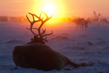 Sürünün arka plan üzerinde karda erkek Ren geyiği.