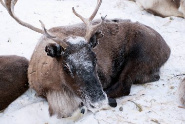 Kar üzerinde bağlı Ren geyiği.