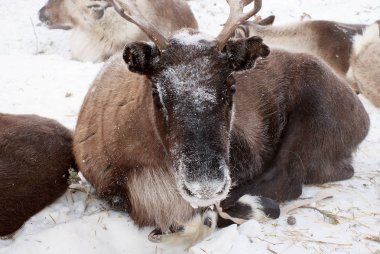 Kar üzerinde bağlı Ren geyiği.