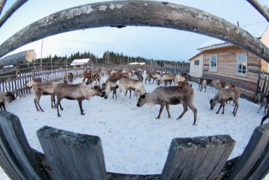 Ağıl içinde Ren geyiği sürüsü.