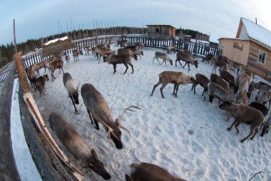 Ağıl içinde Ren geyiği sürüsü.