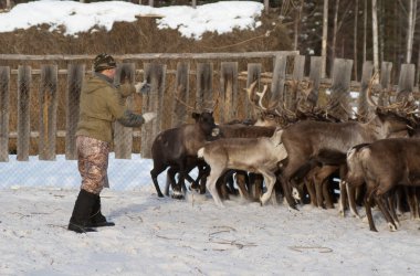 Mansi Ren geyiği çobanı Ren geyiği kement kullanarak bir ağıl içinde yakalamak.