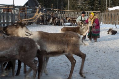 Mansi Ren geyiği çobanı Ren geyiği kement kullanarak bir ağıl içinde yakalamak.