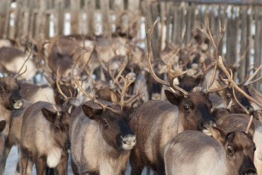 Ağıl içinde Ren geyiği sürüsü.