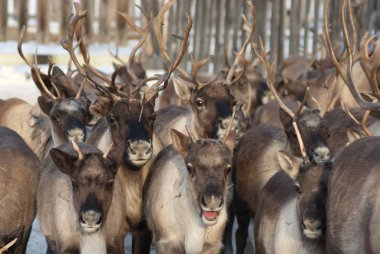 Ağıl içinde Ren geyiği sürüsü.