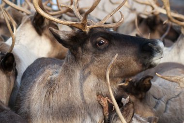 Ağıl içinde Ren geyiği sürüsü.