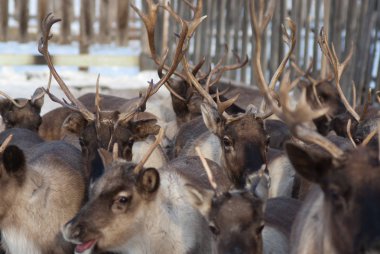 Ağıl içinde Ren geyiği sürüsü.