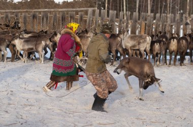 Mansi Ren geyiği çobanı Ren geyiği kement kullanarak bir ağıl içinde yakalamak.