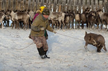 Mansi Ren geyiği çobanı Ren geyiği kement kullanarak bir ağıl içinde yakalamak.