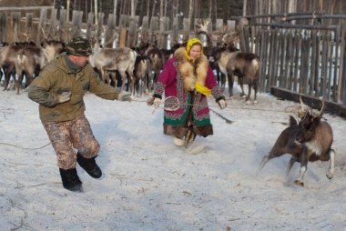 Mansi Ren geyiği çobanı Ren geyiği kement kullanarak bir ağıl içinde yakalamak.