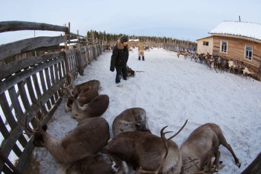 Bir Ren geyiği çobanı-mansi yakaladı.