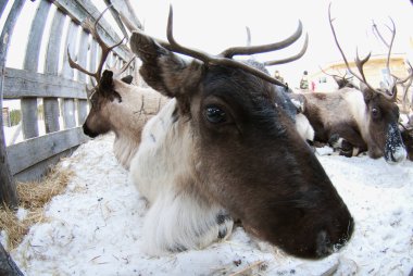 Kar üzerinde bağlı Ren geyiği.