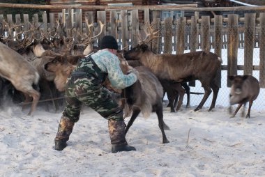 Mansi Ren geyiği çobanı Ren geyiği kement kullanarak bir ağıl içinde yakalamak.