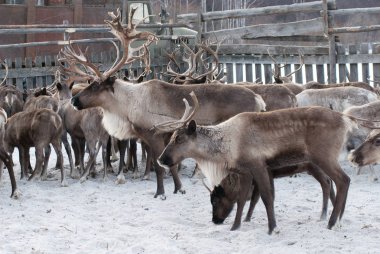 Ağıl içinde Ren geyiği sürüsü.