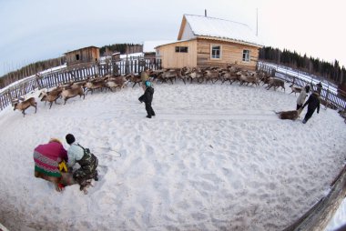 Bir Ren geyiği çobanı-mansi yakaladı.