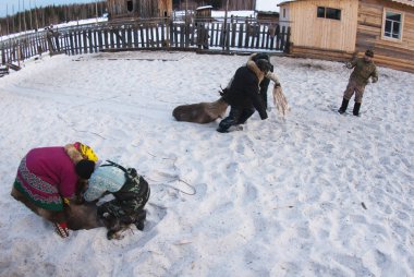 Bir Ren geyiği çobanı-mansi yakaladı.