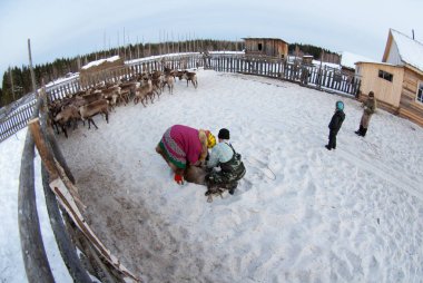Bir Ren geyiği çobanı-mansi yakaladı.