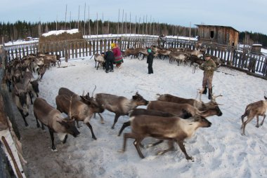 Mansi Ren geyiği çobanı Ren geyiği kement kullanarak bir ağıl içinde yakalamak.
