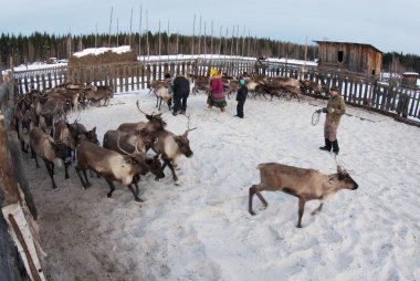 Mansi Ren geyiği çobanı Ren geyiği kement kullanarak bir ağıl içinde yakalamak.