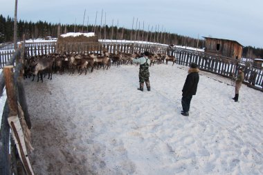 Mansi Ren geyiği çobanı Ren geyiği kement kullanarak bir ağıl içinde yakalamak.