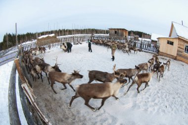 Ağıl içinde Ren geyiği sürüsü.