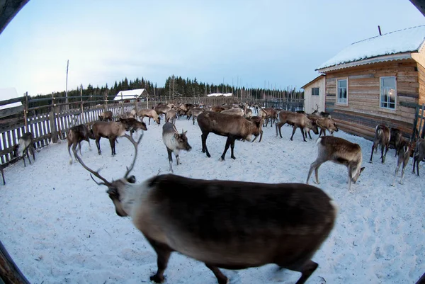 Ağıl içinde Ren geyiği sürüsü.