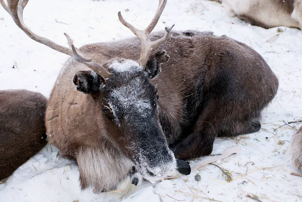 Kar üzerinde bağlı Ren geyiği.