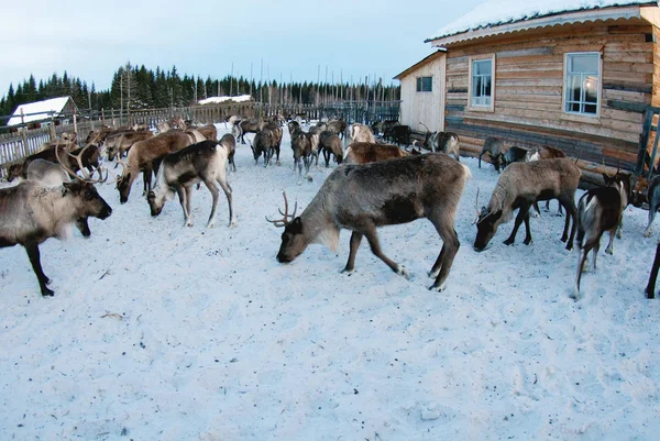 Ağıl içinde Ren geyiği sürüsü.