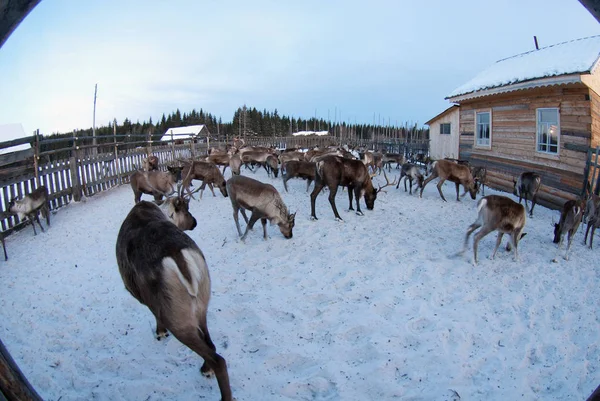 Ağıl içinde Ren geyiği sürüsü.