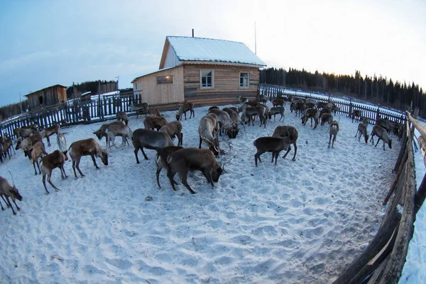 Ağıl içinde Ren geyiği sürüsü.