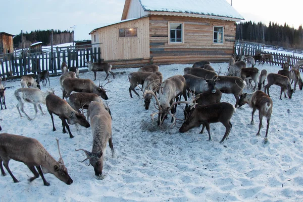 Ağıl içinde Ren geyiği sürüsü.