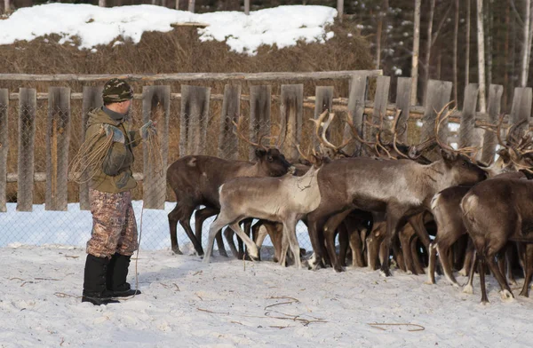 Mansi Ren geyiği çobanı Ren geyiği kement kullanarak bir ağıl içinde yakalamak.