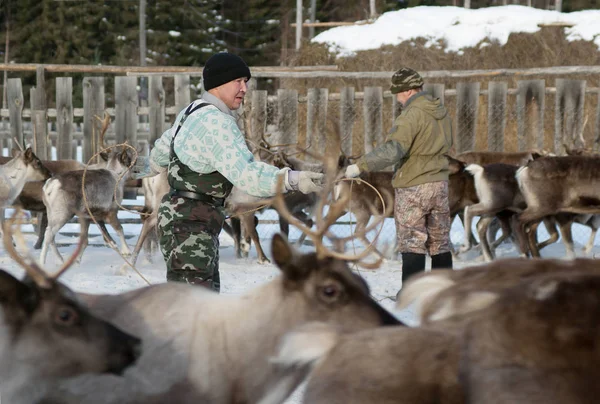 Mansi Ren geyiği çobanı Ren geyiği kement kullanarak bir ağıl içinde yakalamak.