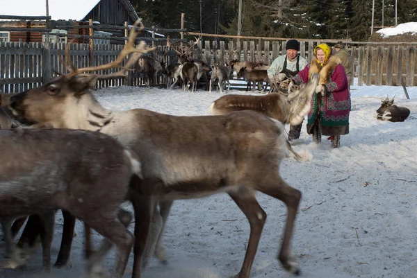 Mansi Ren geyiği çobanı Ren geyiği kement kullanarak bir ağıl içinde yakalamak.