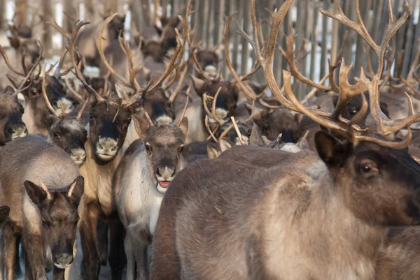 Ağıl içinde Ren geyiği sürüsü.