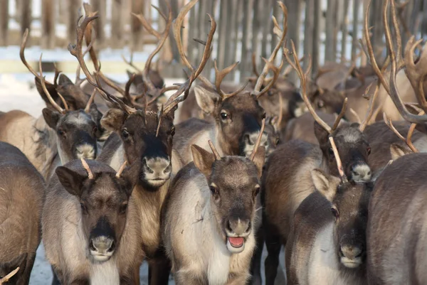 Ağıl içinde Ren geyiği sürüsü.