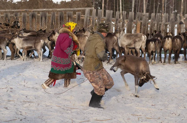 Mansi Rendier Herder Vangen Van Rendieren Een Kraal Met Lasso — Stockfoto