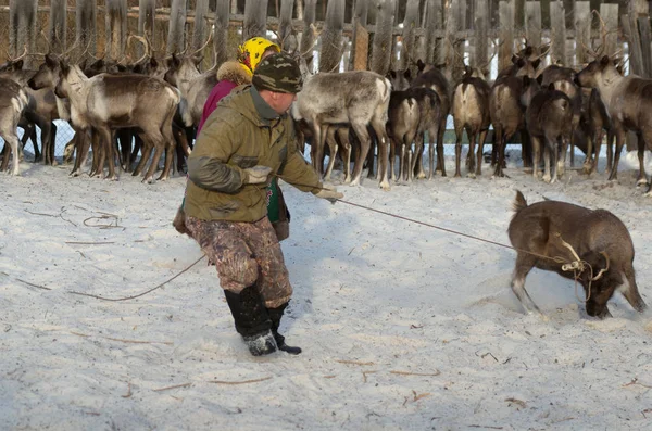 Mansi Ren geyiği çobanı Ren geyiği kement kullanarak bir ağıl içinde yakalamak.