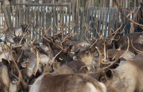 柵の中でトナカイの群れ — ストック写真
