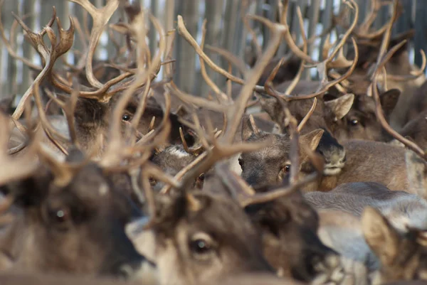 Ağıl içinde Ren geyiği sürüsü.