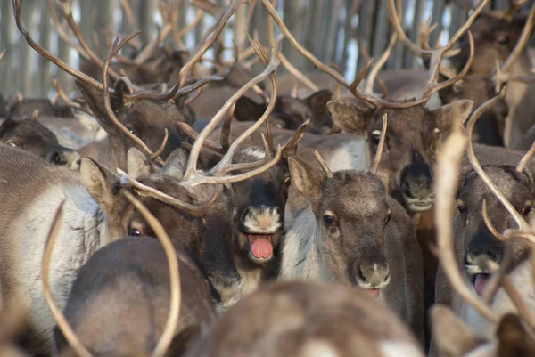 Ağıl içinde Ren geyiği sürüsü.