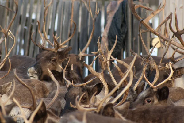 Ağıl içinde Ren geyiği sürüsü.