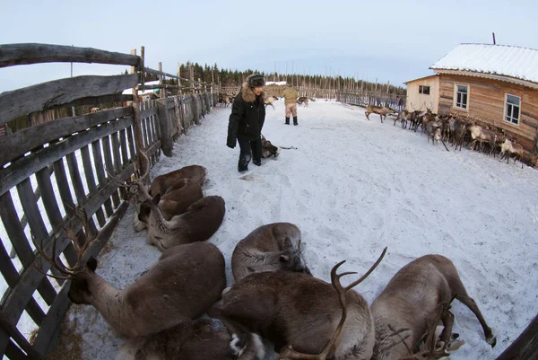 Bir Ren geyiği çobanı-mansi yakaladı.