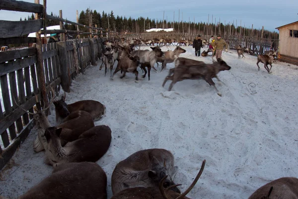 Ağıl içinde Ren geyiği sürüsü.