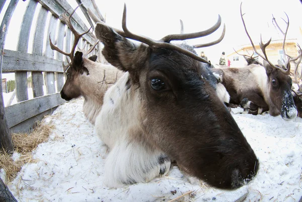 Kar üzerinde bağlı Ren geyiği.