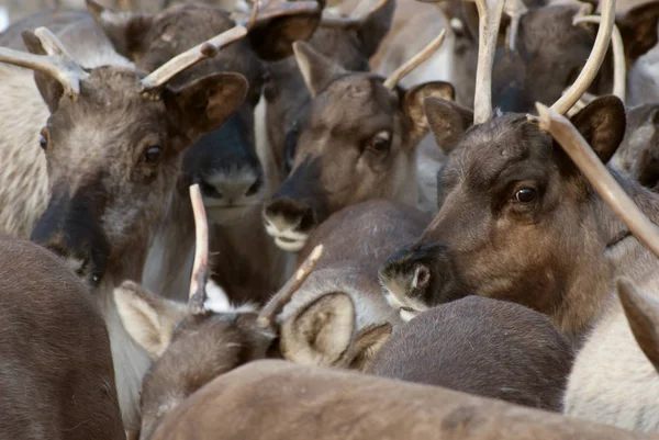 Ağıl içinde Ren geyiği sürüsü.